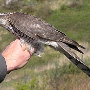 Eurasian Sparrowhawk